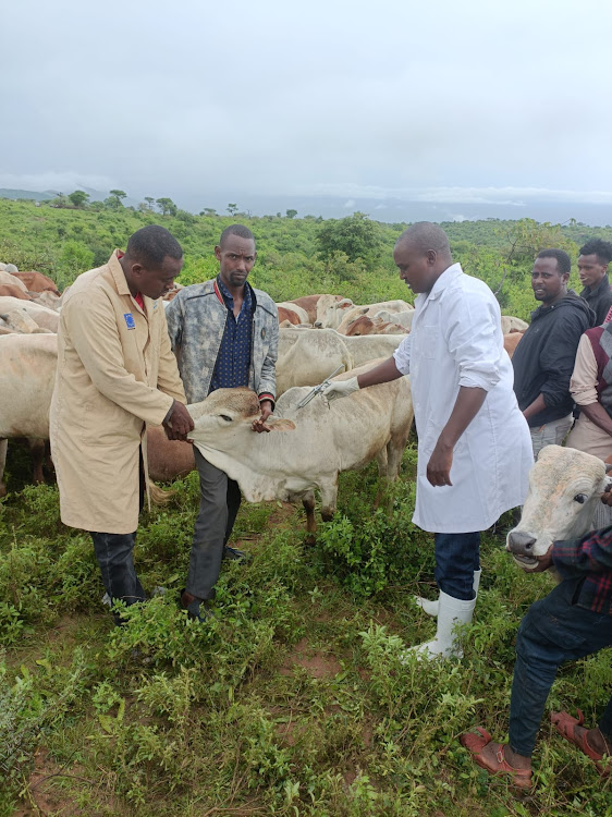 A team from livestock and veterinary services vaccinate cows before being distributed to beneficiary on Sunday May 5, 2024 at Bori junction..