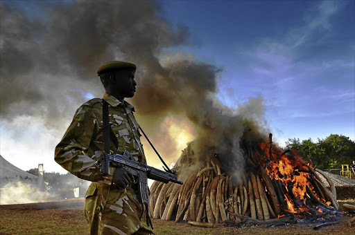 A security officer at the Nairobi National Park stands near a burning pile of elephant tusks seized in Kenya two years ago. An estimated 35,000 elephants are poached every year throughout Africa.