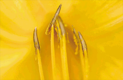 Pollen is one of the main causes of hay fever Picture: GALLO IMAGES