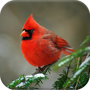 Download Birds Wallpapers For PC Windows and Mac