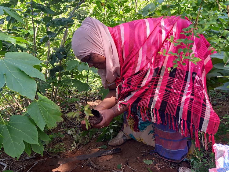 A woman plants a tree at degraded Kaya Tiwi Forest land in Matuga, Kwale county, on May 4, 2024.
