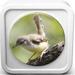 Kicau Burung Ciblek Apk