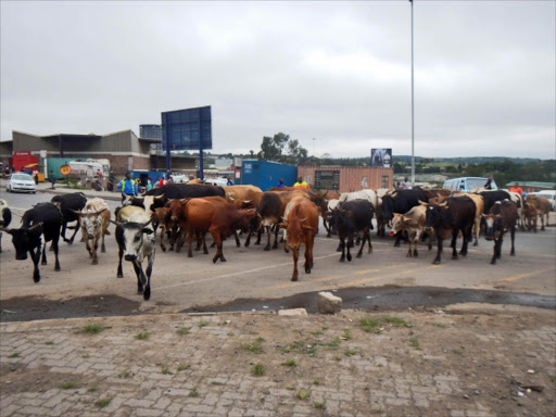 STRAY ANIMALS: 66 cattle were impounded on the N2 near Northcrest suburb in Mthatha yesterdayNow traffic officials have warned livestock owners who allow their animals to stray onto roads that harsher penalties are to follow Picture: SIKHO NTSHOBANE