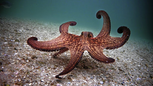 The silent star of 'My Octopus Teacher'.