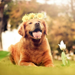 Dog HD  Wallpapers Apk