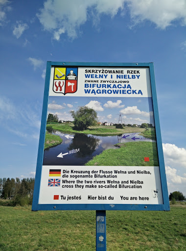 Bifurkacja Wągrowiecka