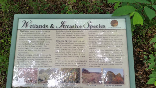 Wetlands And Invasive Species