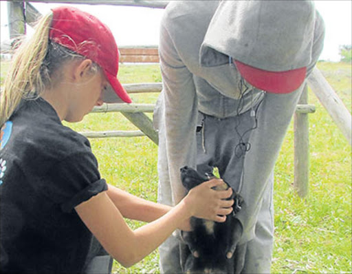 ANIMAL PLANET: Hamburg Hounds and Hooves founder Kristin Mace, 19, helps out at a clinic day at the coastal village where dogs and livestock are vaccinated, dipped and sterilised free by vets and volunteers. Picture: SUPPLIED
