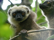 A white-headed lemur in Madagascar.