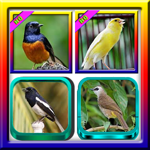 Download 101+ Kicau Burung Super For PC Windows and Mac