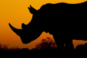 A dozen rhino horns were found in the possession of woman leaving SA for Dubai. Stock photo.