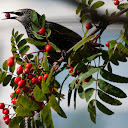 Starling with berry