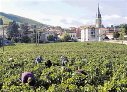 BEARING FRUIT: Harvesting the wine grapes