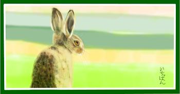 Wild Rabbit