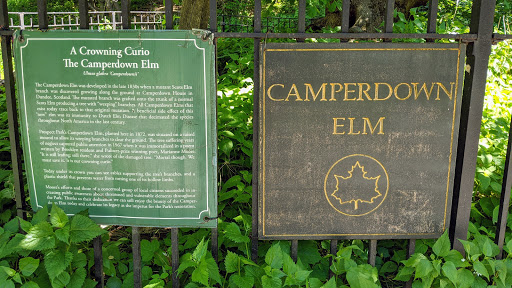 A Crowning Curio The Camperdown Elm Ulmus glabra 'Camperdownii' The Camperdown Elm was developed in the late 1830s when a mutant Scots Elm branch was discovered growing along the ground at...