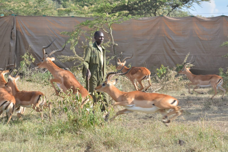 Brian Mbundi of KWS veterinary and capture unit finds himself in the middle of gazelles during the ongoing mass capture and translocation of various herbivorous species at Olmorogi ranch in Naivasha on April 9, 2024.