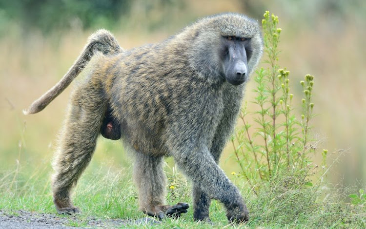 The NSPCA has withdrawn its support for the use of paintball guns to deter baboons from Cape Town's suburbs.