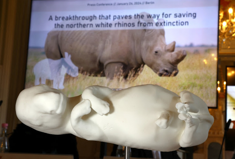 A 3D model of a 70-days-old southern white rhinoceros foetus is displayed during a press conference, following the world's first successful embryo transfer through the gut into a southern white rhinoceros female cow, which is a breakthrough for a team of international scientists in their work to save the northern white rhino from extinction, at Tierpark Zoo in Berlin, Germany January 24, 2024. The world's only two known northern white rhinos are living in Kenya. REUTERS/Fabrizio Bensch