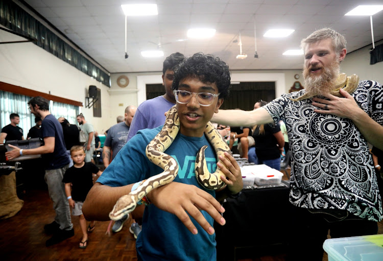 Trilochan Naidoo admires a vesta fire pastel displayed by Gareth Sykes from Aquartica which is selling for R2000 at a Reptile Expo by Northcoast Contractors in Pinetown. The reptile expo is back with a bang after 6 years of drought in KwaZulu-Natal. Some snakes like the VPI axanthic clown were selling for R35000.