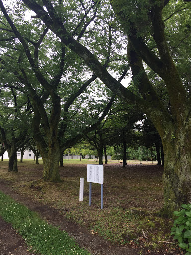 富山さくらの名所 新川学びの森