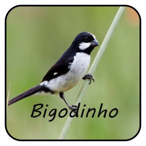 Download Canto Bigodinho Completo For PC Windows and Mac