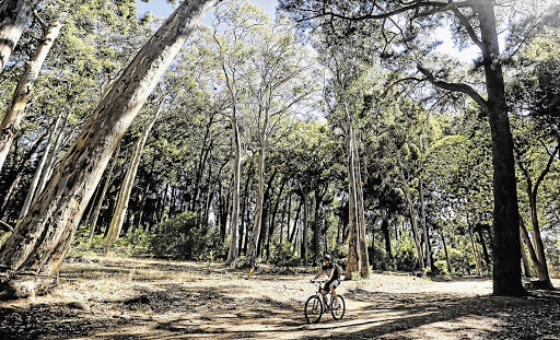 UNDER COVER: The Tokai Arboretum, founded in 1885, has more than 1500 trees