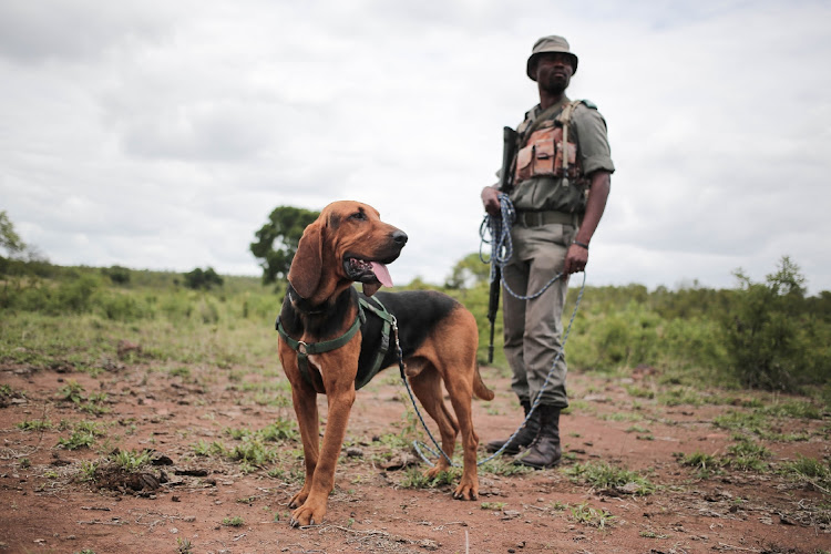 An anti rhino poaching K9 unit field ranger with his tracker dog. SANParks employees will be subject to polygraph tests to help combat poaching which has become rife within its ranks. Picture: ALAISTER RUSSEL