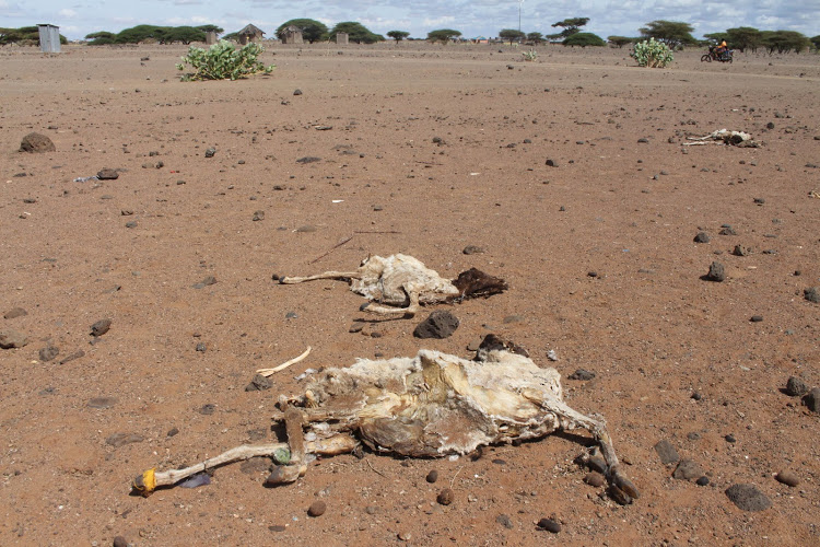Carcasses of sheep that have died in drought in Marsabit bordering Lake Turkana.