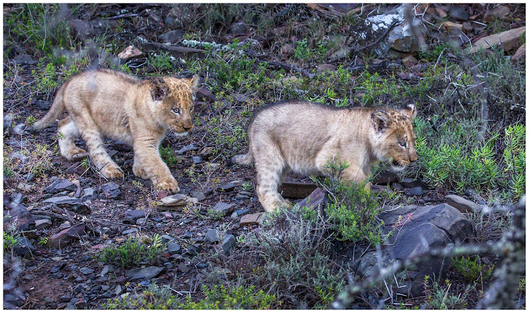 Sylvester’s two cubs photographed on September 10 2018