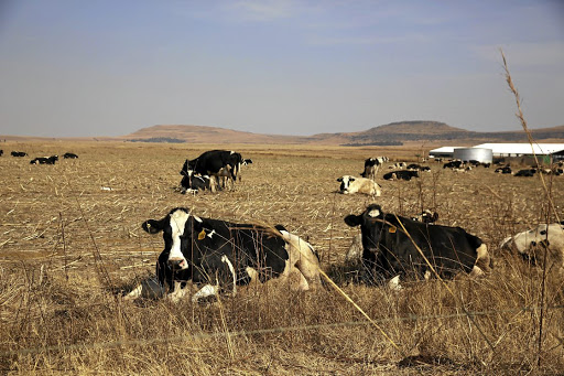 Some of the Vrede dairy farm herd in July 2017, from which more than 500 cows have disappeared.