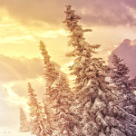 snowfall live wallpapers Apk