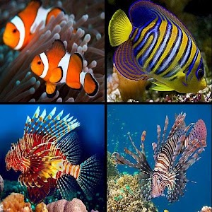 Download Sea Ornamental Fish For PC Windows and Mac
