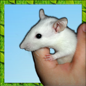 Catch the Crazy Mouse.apk 1.1