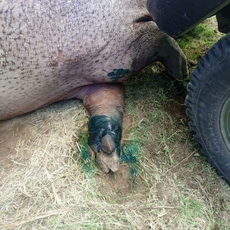 A snared hippopotamus rescued in Olosuswa Conservancy in Nakuru on March 11, 2024.