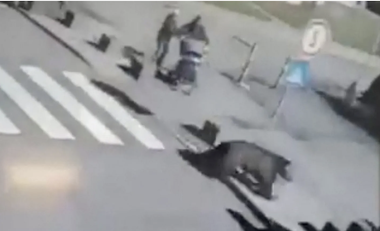 The bear was captured on video running along streets in a town in northern Slovakia on 17 March