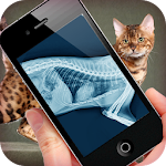 Simulation XRay Cat Apk