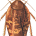 Live insects wallpaper