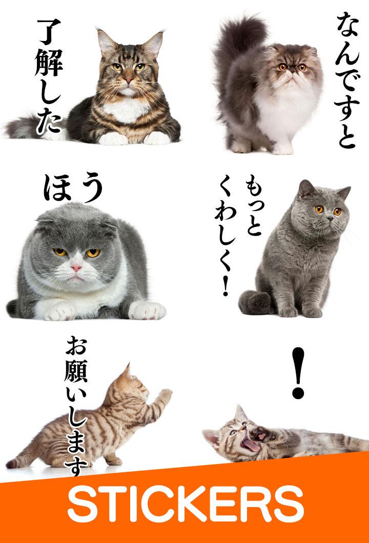 Android application Cat Stickers screenshort