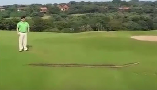Snake takes a slither at Zimbali Golf Course.