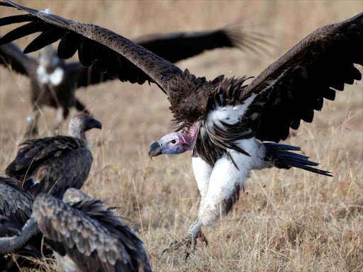 A vulture at Masai Mara Reserve / REUTERS