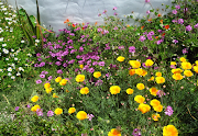 Bee-friendly planting.