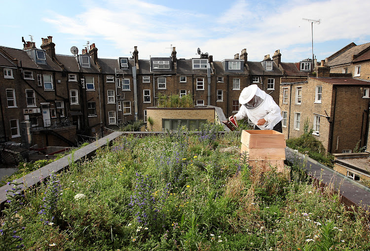 Urban beekeeping on East London rooftops