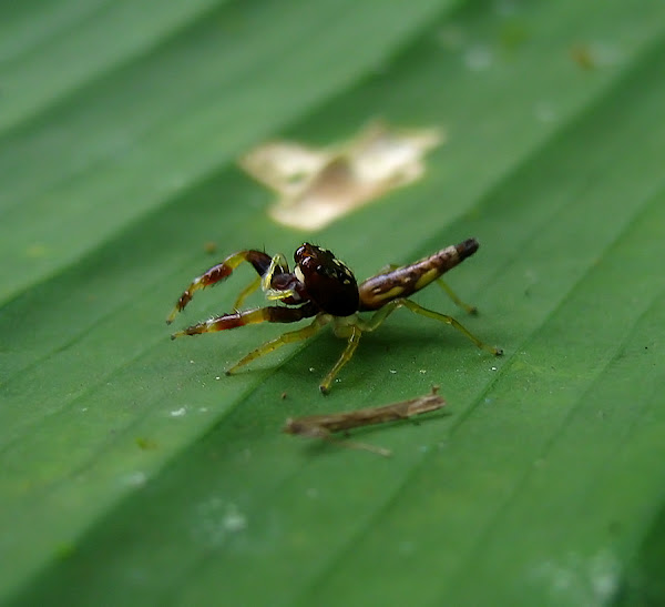 ♤️ Paciência Spider Scorpion