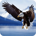 Bald Eagle Wallpaper Apk