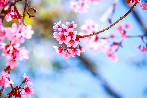 Gardeners rejoice! After a long, cold winter, the promise of spring is in the air and blossoms will soon be on the trees.