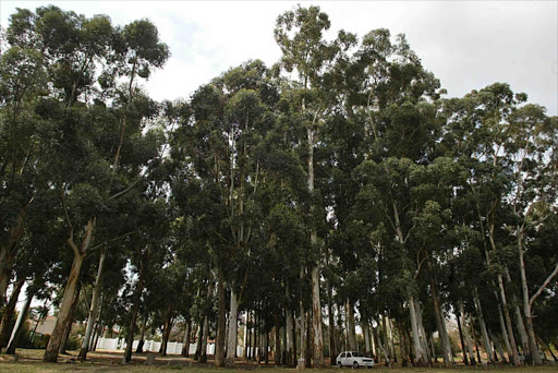 A grove of blue gum eucalyptus trees at Zoo Lake in Johannesburg. Picture: MUNTU VILAKAZI