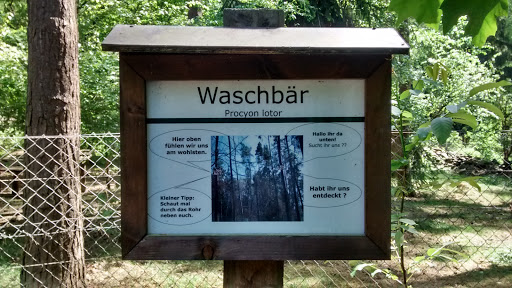 Waschbär