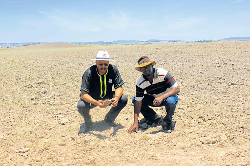 GRIM FUTURE: MEC Mlibo Qoboshiyane with Sizwe Nxenye, a member of uMnga flats cooperative on the 440ha of land in Ugie where farmers planted maize, which is not growing because of the drought Picture: MVUSIWEKHAYA SICWETSHA