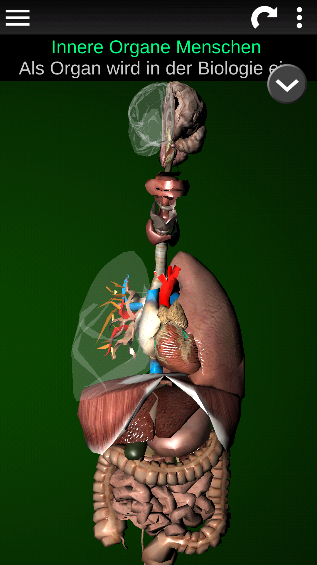 Android application Internal Organs in 3D (Anatomy) screenshort