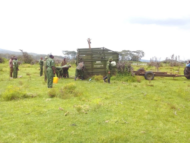 KWS officers during translocation of a giraffe from North Lake Naivasha